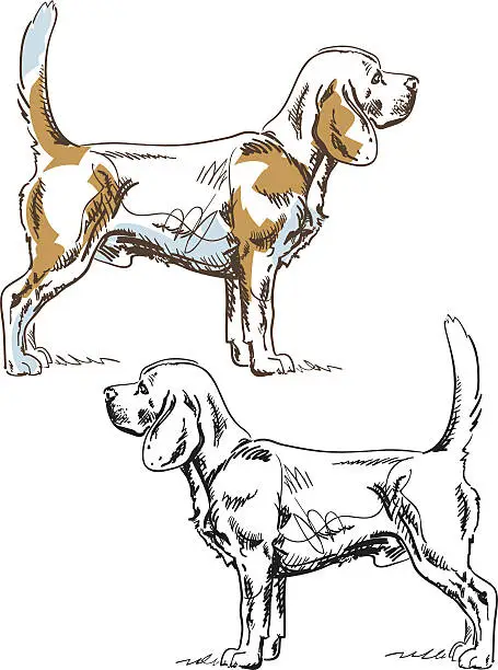 Vector illustration of Beagle Pen And Ink Drawing