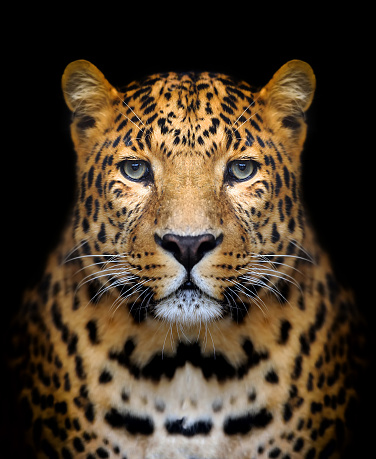 Retrato de leopardo photo