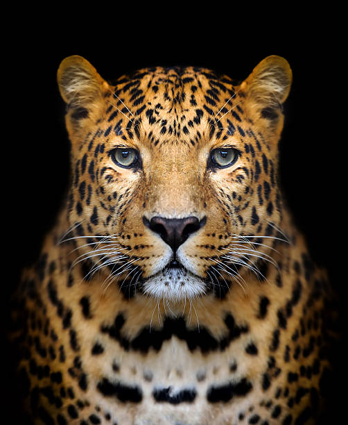 Leopard portrait Close-up leopard portrait on dark background panthers stock pictures, royalty-free photos & images