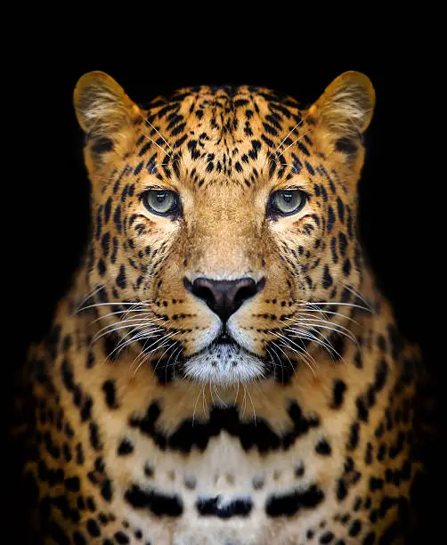 Close-up leopard portrait on dark background