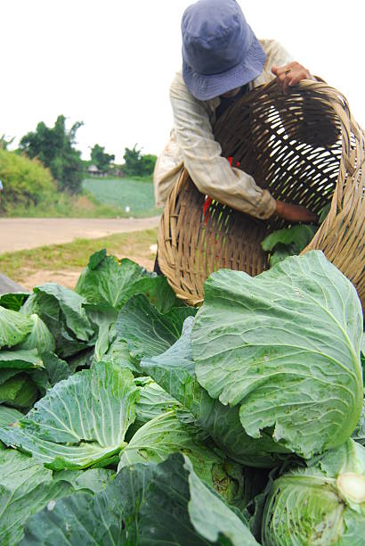 istock Phu Thap Boek, Phetchabun, thailand 476112374