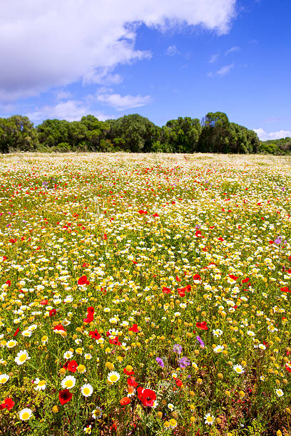 istock Menorca spring field with poppies and daisy flowers 476112644