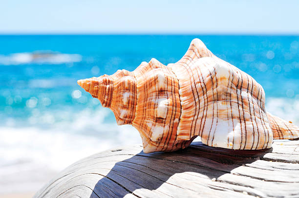 istock conch on an old washed-out tree trunk in the beach 476112694