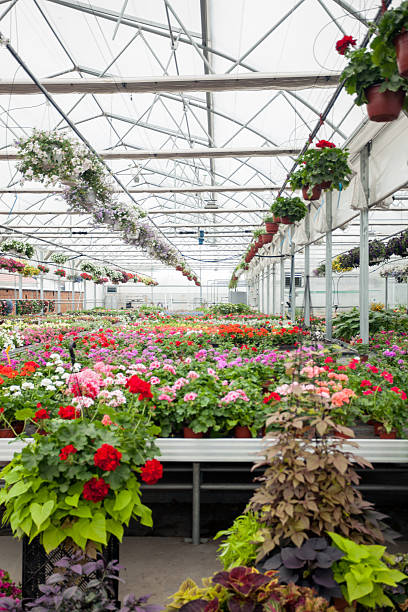istock beautiful Greenhouse interior with different types of flowers 476112836