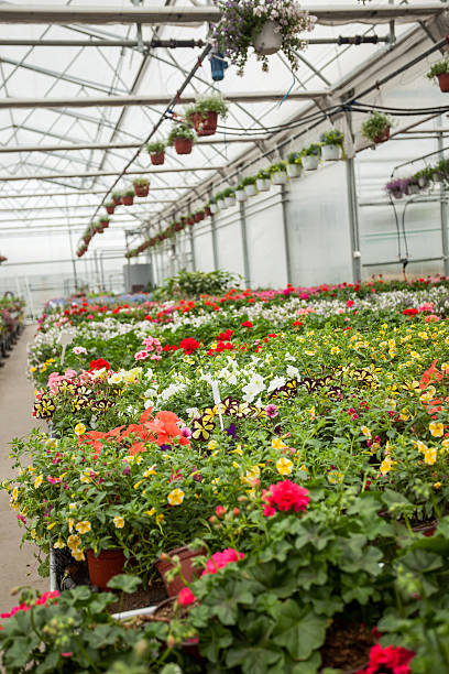 istock beautiful Greenhouse interior with different types of flowers 476112840