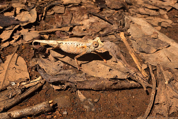 Wild tiny Madagascar brookesia chameleon on Nosy Komba forest floor