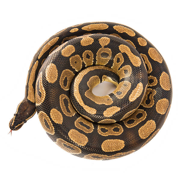 королевский питон змея изолирован на белом с выше - reticulated стоковые фото и изображения