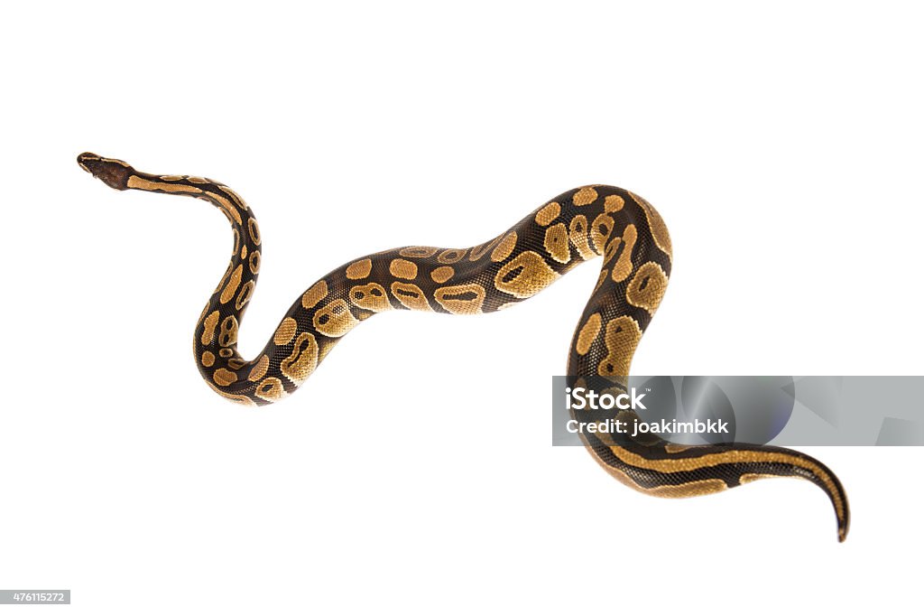 Python Snake Crawling Isolated On White Stock Photo - Download Image ...