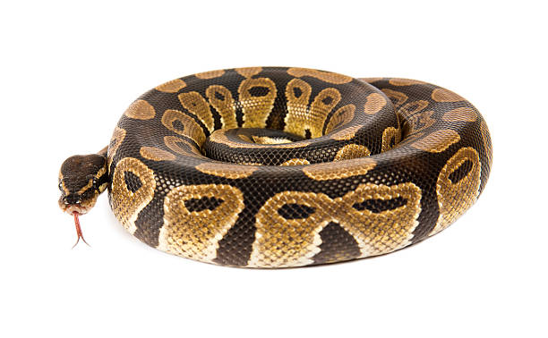 Royal Python Making S Shape 80+ Snake Royal Python Spiral Python Stock Photos, Pictures & Royalty ...