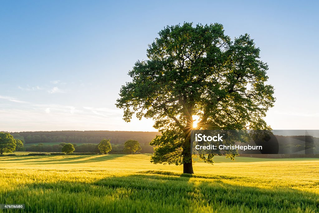 Sicomoro en Summer Field at Sunset, Inglaterra, Reino Unido - Foto de stock de Árbol libre de derechos