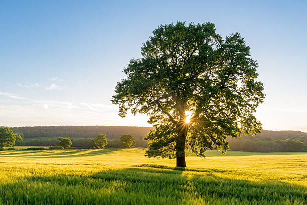 sycamore tree in summer field at sunset, england, uk - lente natuur stockfoto's en -beelden