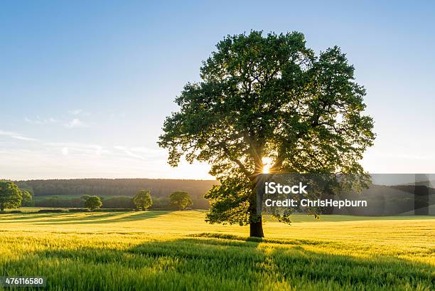 Sycamore Tree In Summer Field At Sunset England Uk Stock Photo - Download Image Now