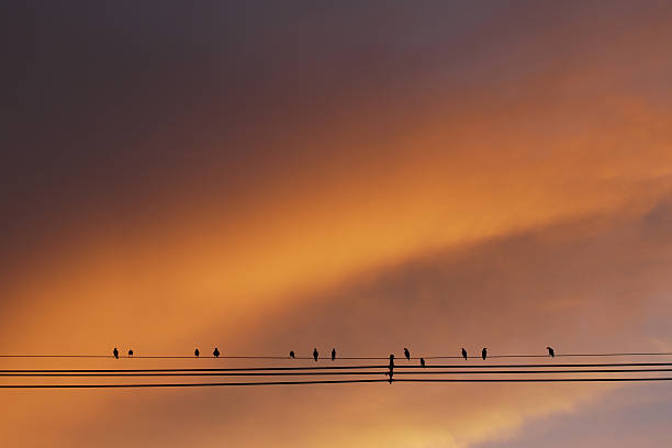 istock Sunset Cloudscape and Silhouette Birds on wire 476117391