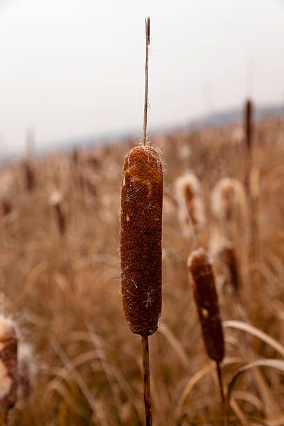 istock stems of cattail 476117428