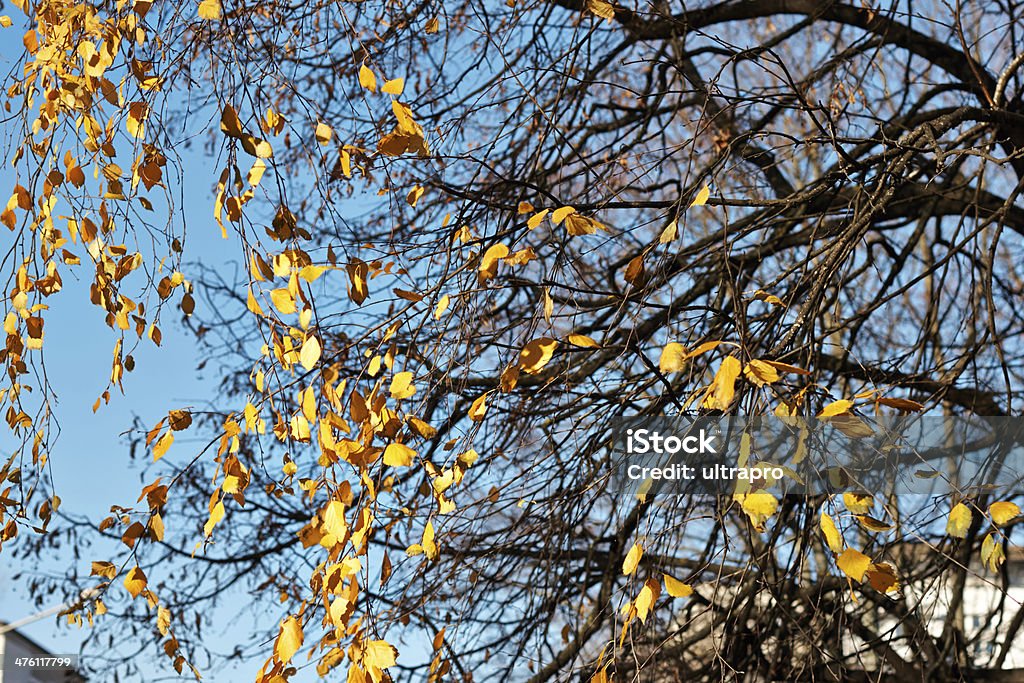 Feuilles d'automne sur le fond de ciel bleu - Photo de Arbre libre de droits