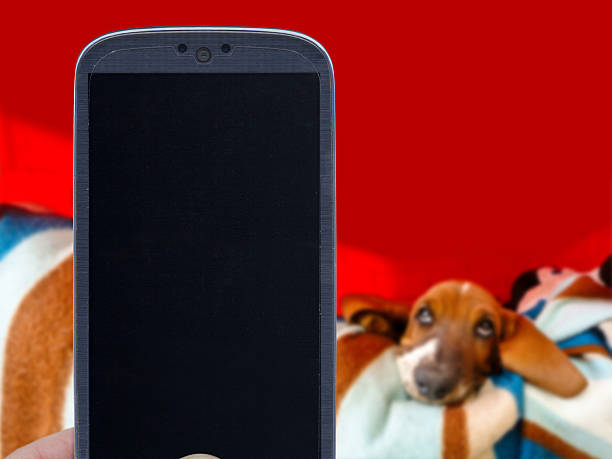 istock Smartphone and Basset Hound 476117892