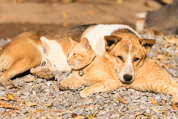 istock dog and cat lying together 476117915