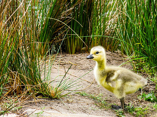 Little Baby Duckling in the Reeds by a Lake stock photo