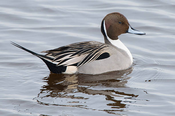 istock Northern Pintail Drake 476118782