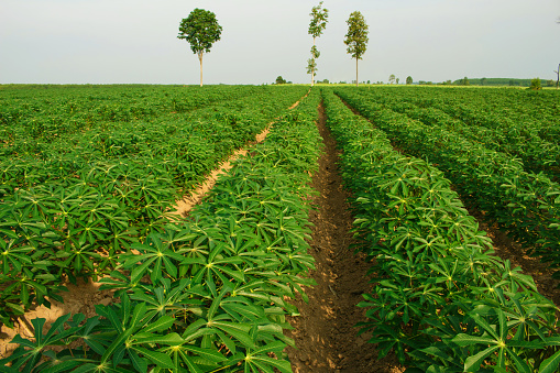 green cassava field in the nature