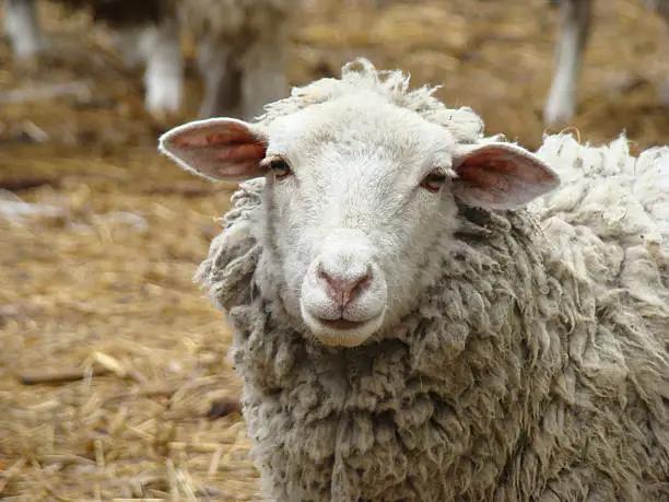 sheep source of meat and wool,picky animal spread throughout Europe
