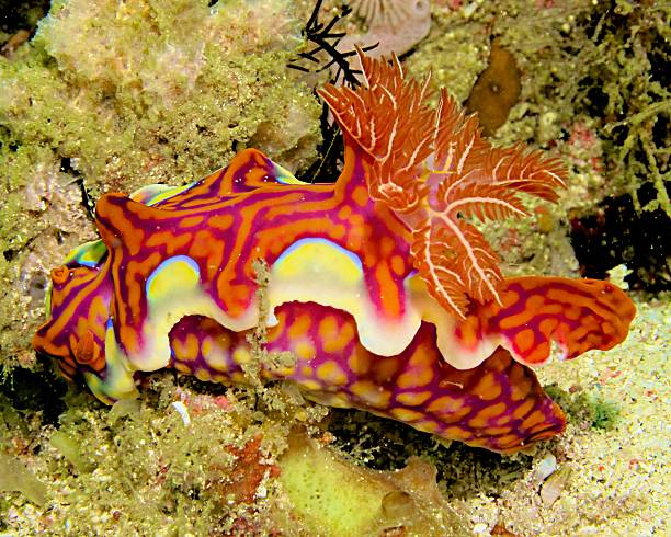 istock Nudibranch on Sea Floor 476122174