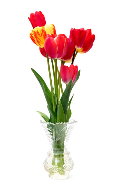 istock Beautiful different tulips  in vase 476122192