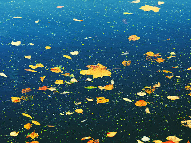 istock Autumn Leaves On Water 476124284