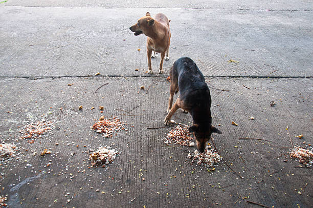 istock Stray dog on street 476124998