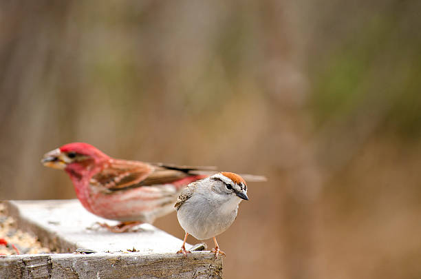 istock Familiar Sparrow - Chipping sparrow 476125226