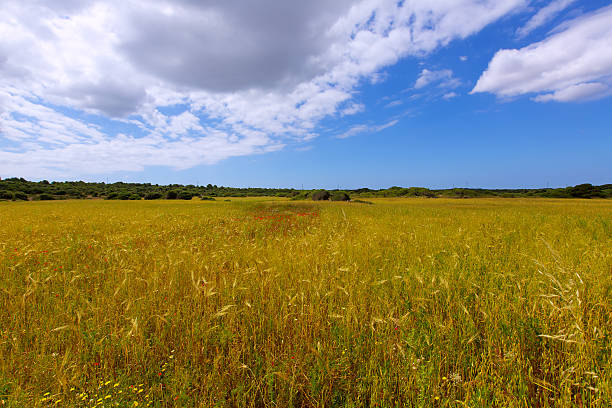 istock Menorca Ciutadella green grass meadows with red poppies 476125412