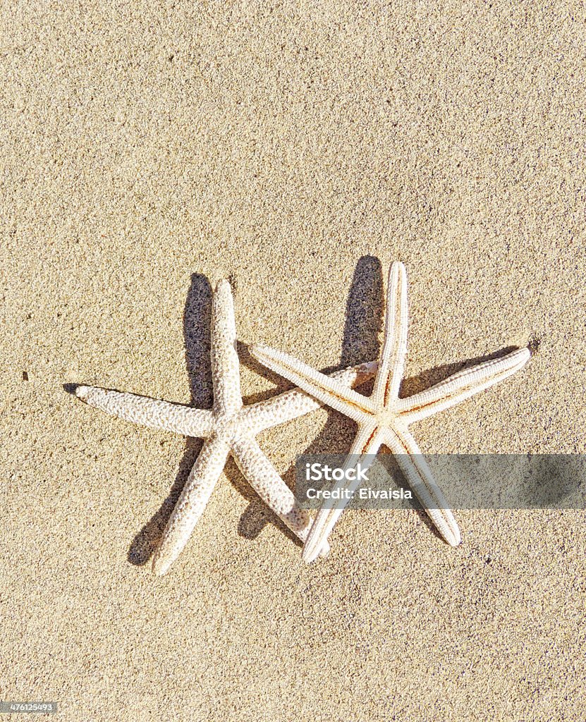 starfishes on sand two starfishes on the sand Beach Stock Photo