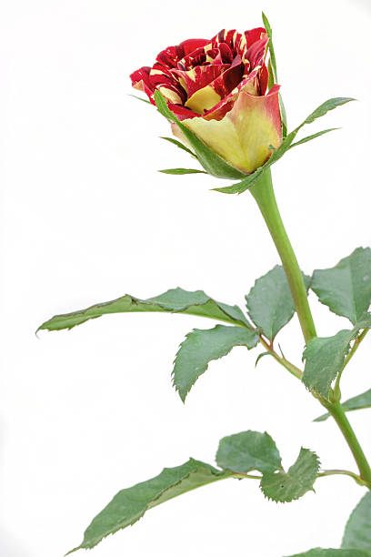 istock beautiful rose flower isolated on white background. 476126479