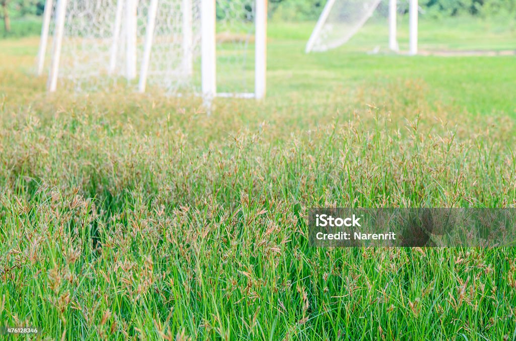 Green grass of fields 2015 Stock Photo