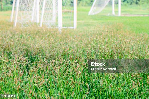 Green Grass Of Fields Stock Photo - Download Image Now - 2015, Agricultural Field, Beauty