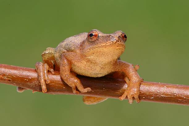 Spring Peeper (Pseudacris crucifer) Spring Peeper (Pseudacris crucifer) on a branch with a green background frog photos stock pictures, royalty-free photos & images
