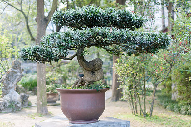 bonsai в чэнду парк - peoples park стоковые фото и изображения