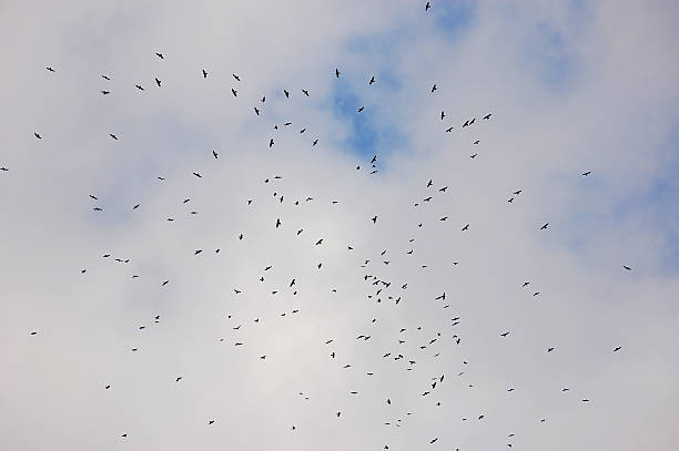istock Flock of birds 476129080