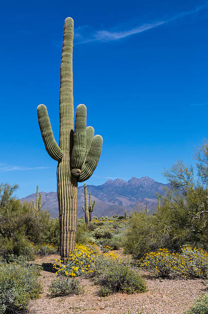 istock Saguaro Cactus and Flowers 476129150