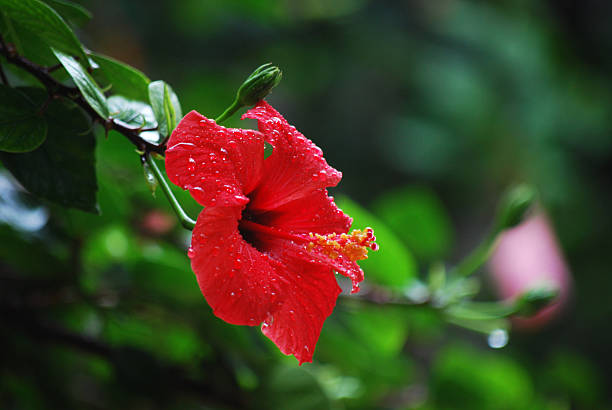 istock Chinese flower in my garden 476129170