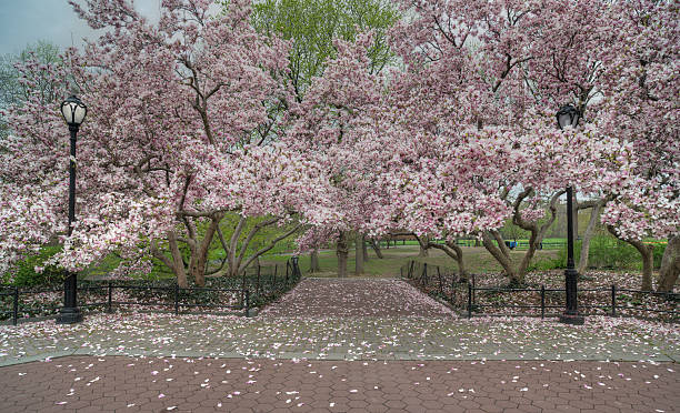 istock Magnolia  soulangeana (saucer magnolia) tree 476130797