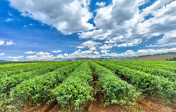 Di Linh fields immense tea Di Linh tea fields immense prick 'smoke on the horizon in the early sunshine with beautiful clouds sucked into the center of the image, This is where the production of the famous teas exported to foreign countries. I love this tea plantation. henry ford museum stock pictures, royalty-free photos & images