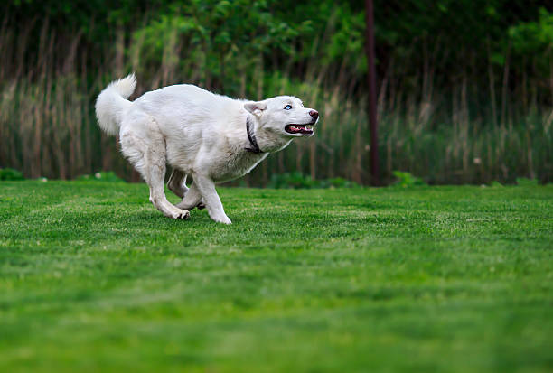 Run husky, run! stock photo