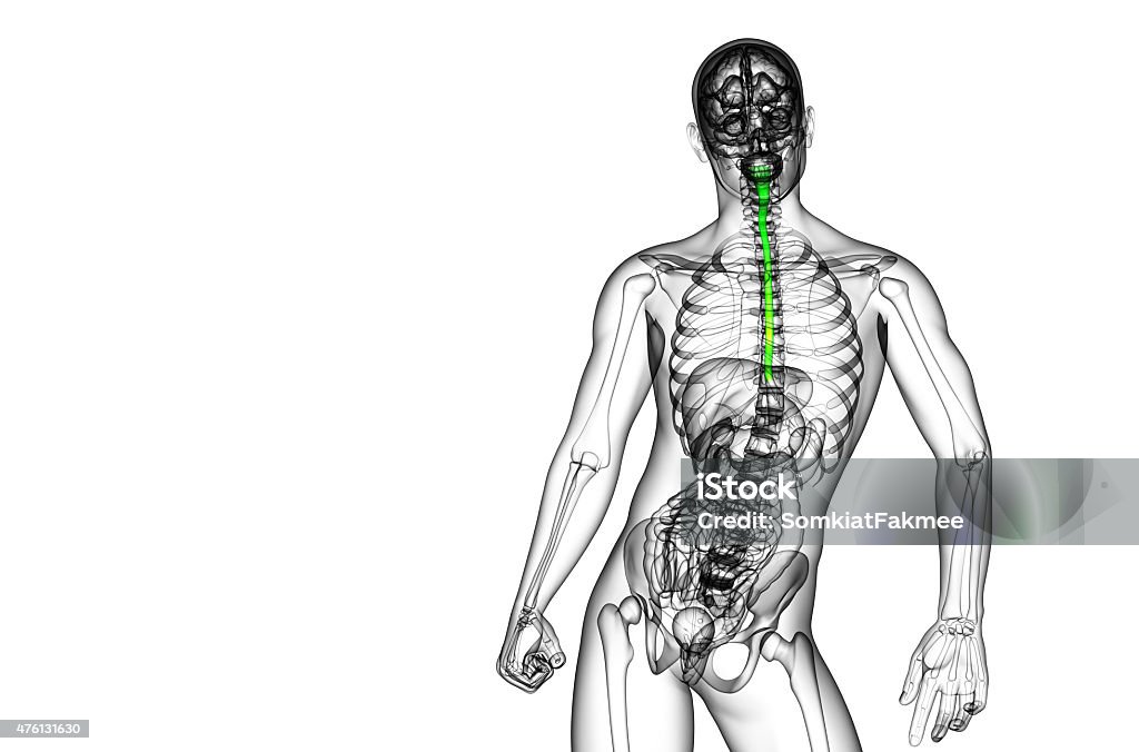 3d rendered illustration of the esophagus 3d rendered illustration of the esophagus - side view 2015 Stock Photo