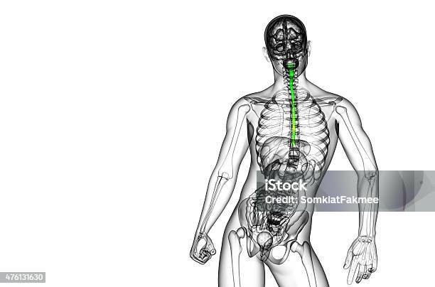 3d Rendered Illustration Of The Esophagus Stock Photo - Download Image Now - 2015, Abdomen, Anatomy