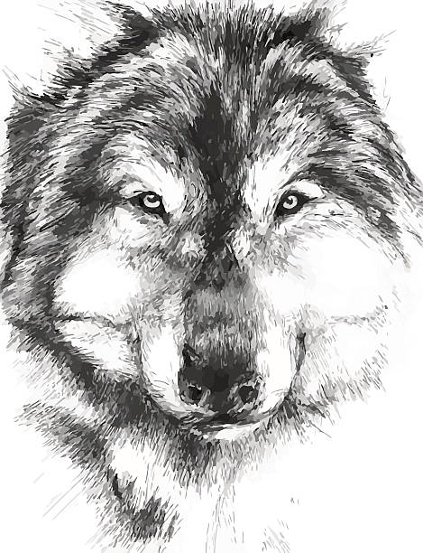 wolf black-white painted wolf pictures of wolf tattoos stock illustrations