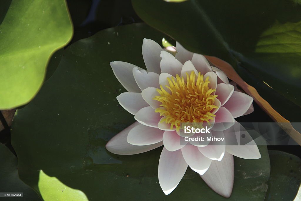 White Water Lily Water Lily Beauty Stock Photo