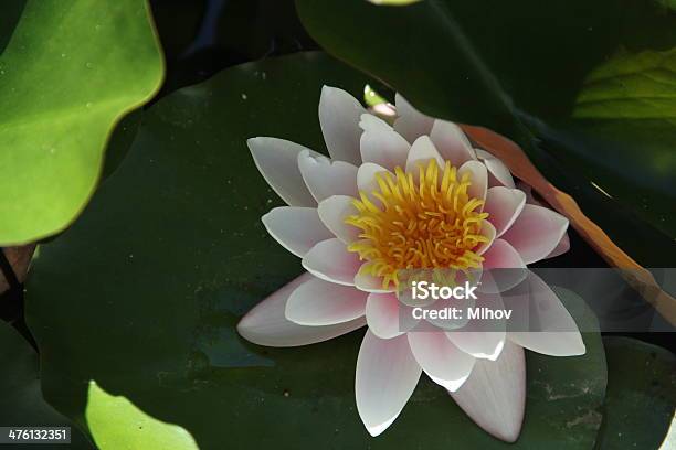 White Water Lily Stock Photo - Download Image Now - Beauty, Beauty In Nature, Color Image