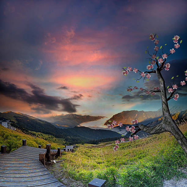sunrise of the road with nice sakura  for adv or others purpose use