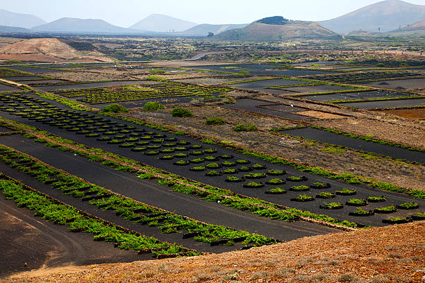 istock cultivation home viticulture  spain lvine screwcrops  barrel 476133313